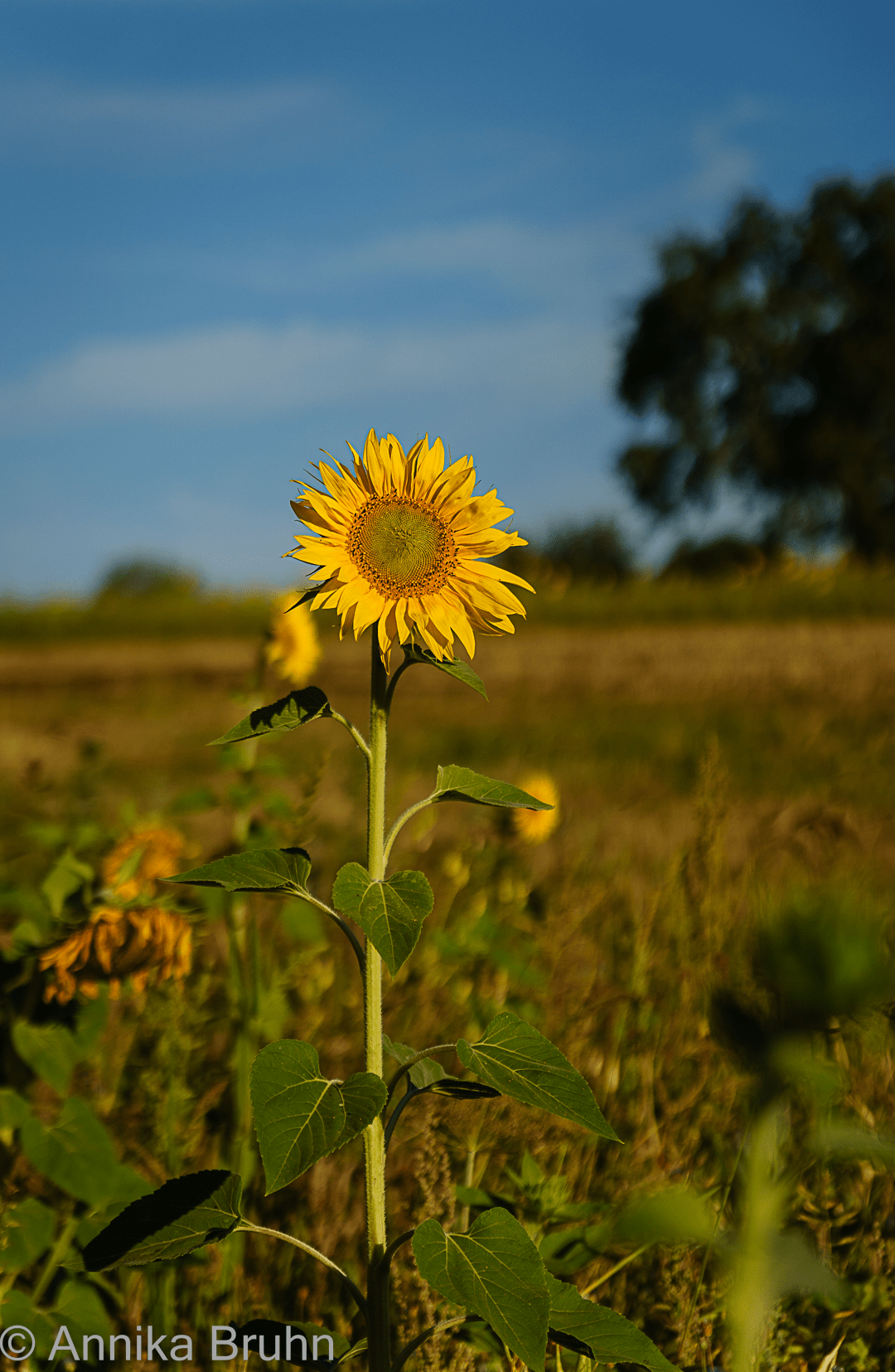 Guten Morgen Sonne!